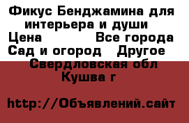 Фикус Бенджамина для интерьера и души › Цена ­ 2 900 - Все города Сад и огород » Другое   . Свердловская обл.,Кушва г.